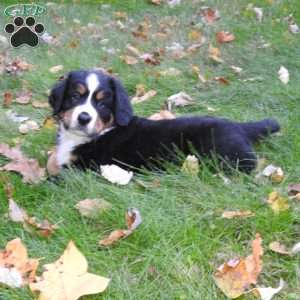 Duke, Bernese Mountain Dog Puppy